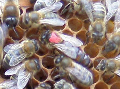 Queen bee marked